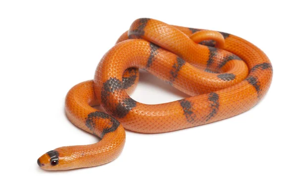 Tricolore Reverse Honduran milk snake, Lampropeltis triangulum hondurensis, davanti allo sfondo bianco — Foto Stock