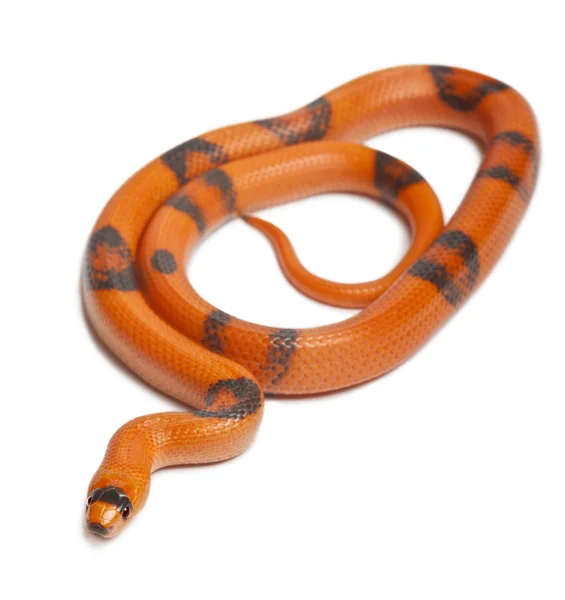 Tricolor Reverse Honduran milk snake, Lampropeltis triangulum hondurensis, на белом фоне — стоковое фото