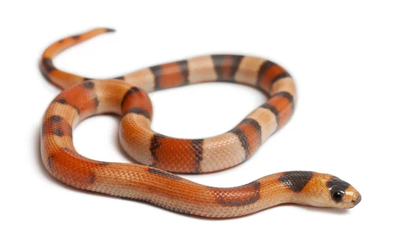 Tricolor fordított Hondurasi tej kígyó, Lampropeltis triangulum hondurensis, fehér háttér előtt — Stock Fotó