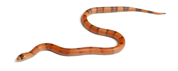 Lampropeltis 座 hondurensis，在白色背景前三色反向洪都拉斯奶蛇 — 图库照片