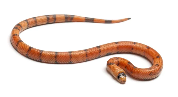 Tricolore Reverse Honduran milk snake, Lampropeltis triangulum hondurensis, davanti allo sfondo bianco — Foto Stock