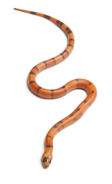 Tricolor Reverse Honduran milk snake, Lampropeltis triangulum hondurensis, in front of white background — Stock Photo, Image