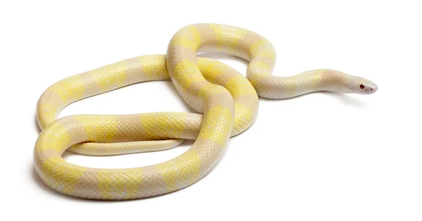 Снежный желтый контраст Гондурасская молочная змея, Lampropeltis triangulum hondurensis, перед белым фоном — стоковое фото