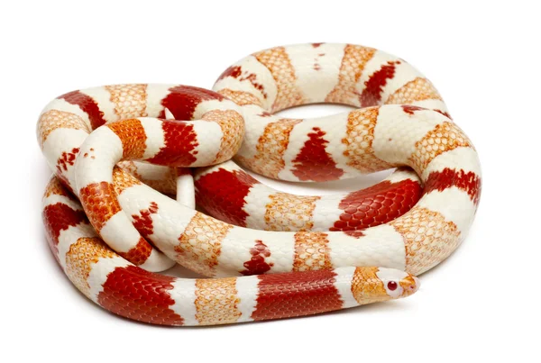 Albinos Honduran milk snake, Lampropeltis triangulum hondurensis, in front of white background — Stock Photo, Image