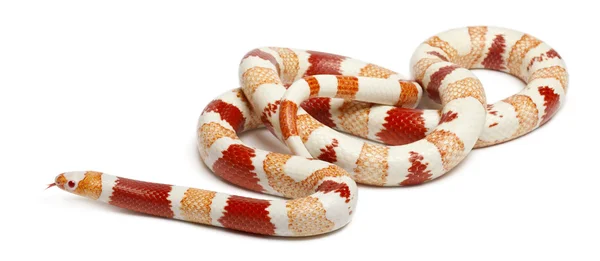 Albinos Honduran milk snake, Lampropeltis triangulum hondurensis, in front of white background — Stock Photo, Image