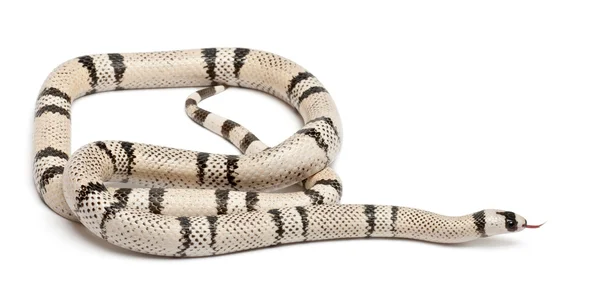 Ghost Honduran milk snake, Lampropeltis triangulum hondurensis, in front of white background — Stock Photo, Image