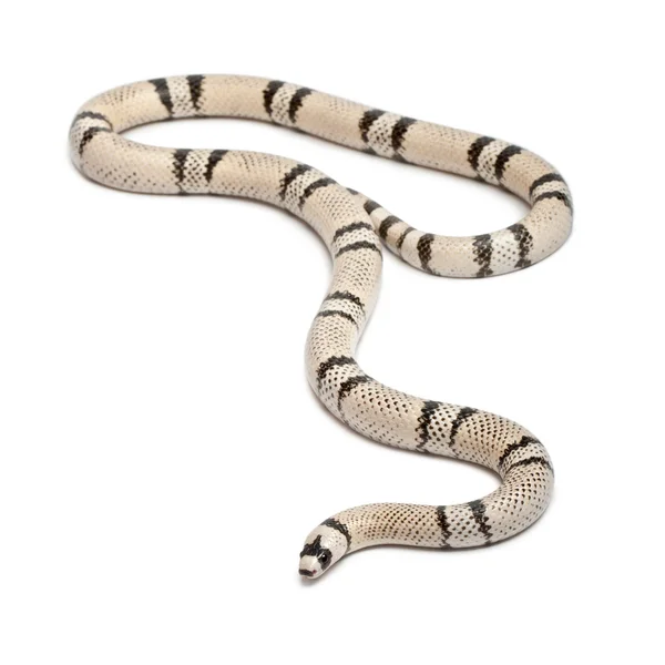 Serpiente lechera hondureña fantasma, Lampropeltis triangulum hondurensis, frente a fondo blanco — Foto de Stock
