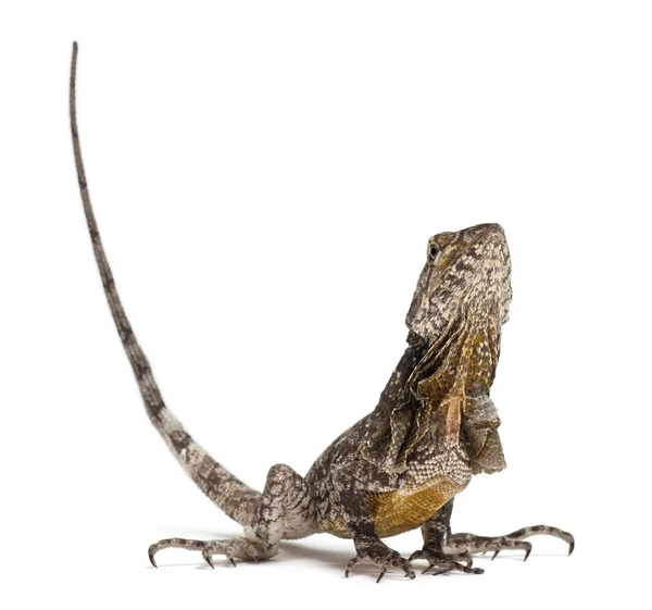 Kraaghagedis ook bekend als de frilled lizard, chlamydosaurus kingii, voor witte achtergrond — Stockfoto