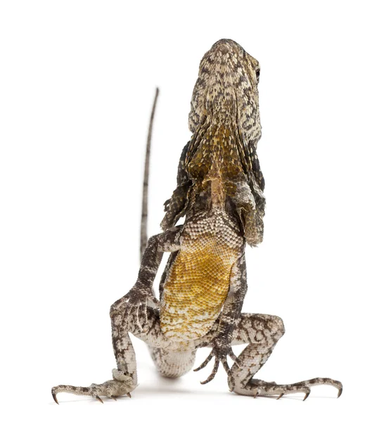 Frill-necked lizard also known as the frilled lizard, Chlamydosaurus kingii, in front of white background — Stock Photo, Image