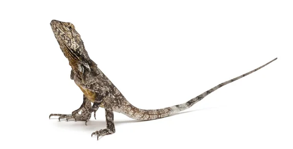 Żabot necked lizard znany również jako żabotowy lizard, chlamydosaurus kingii, przed białym tle — Zdjęcie stockowe