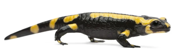 Mlok skvrnitý, salamandra salamandra, před bílým pozadím — Stock fotografie