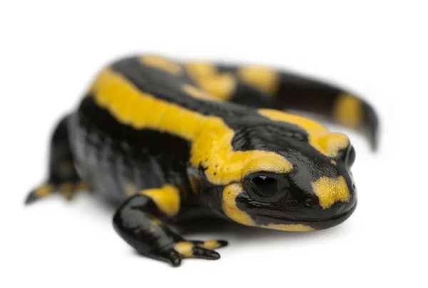 Salamandra, Salamandra salamandra, em frente ao fundo branco — Fotografia de Stock