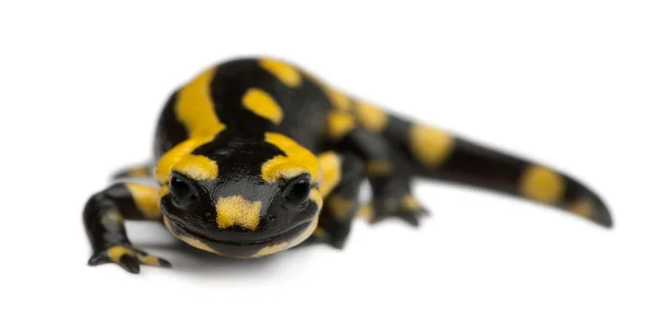 Vuursalamander, salamandra salamandra, voor witte achtergrond — Stockfoto