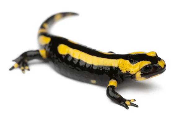 Salamandra de fuego, Salamandra salamandra, frente al fondo blanco — Foto de Stock