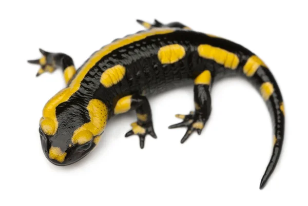 Eldsalamander, salamandra salamandra, framför vit bakgrund — Stockfoto