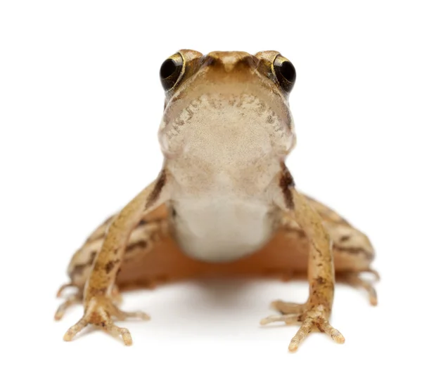 Junger gemeiner Frosch, rana temporaria, vor weißem Hintergrund — Stockfoto