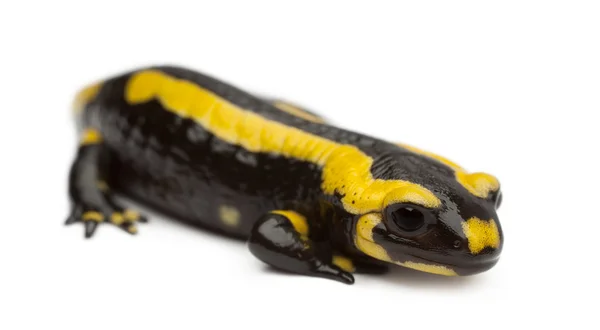 Salamanteri, Salamandra salamandra, valkoisen taustan edessä — kuvapankkivalokuva