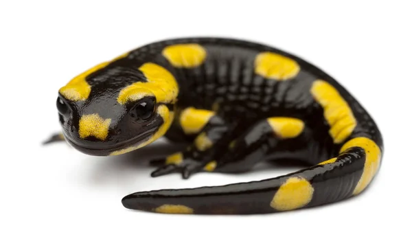 Salamandra de fuego, Salamandra salamandra, frente al fondo blanco — Foto de Stock