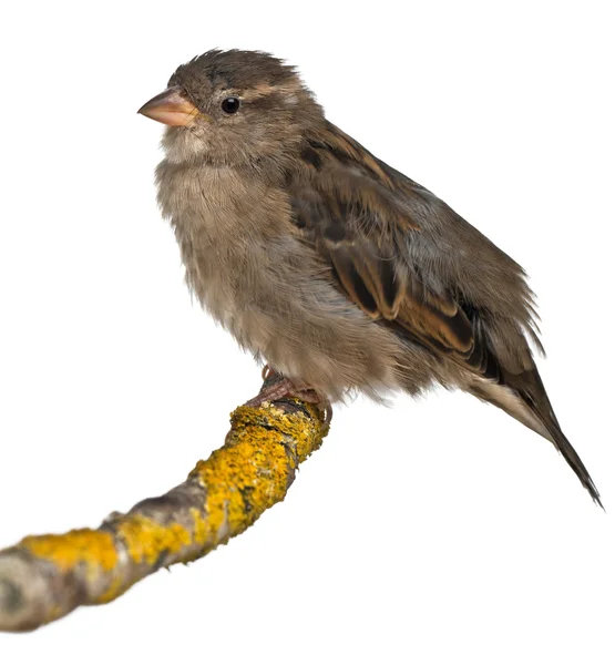 Kadın evin sparrow, passer domesticus, 4 ay yaşlı, beyaz arka plan — Stok fotoğraf