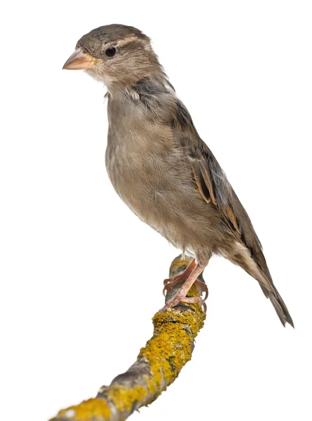 Mujer House Sparrow, Passer domesticus, 4 meses de edad, en una rama delante de fondo blanco —  Fotos de Stock