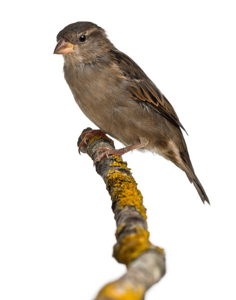 Sparrow, Passer domesticus, 4 months old, in front of white background
