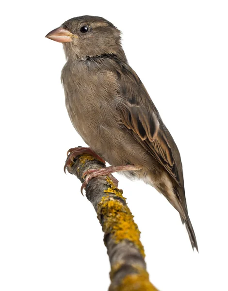 Kadın evin sparrow, passer domesticus, 4 ay yaşlı, beyaz arka plan — Stok fotoğraf