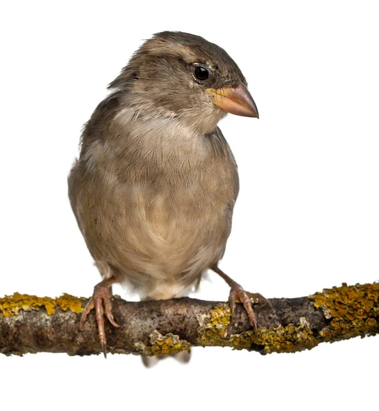 Mujer House Sparrow, Passer domesticus, 4 meses, delante de fondo blanco — Foto de Stock