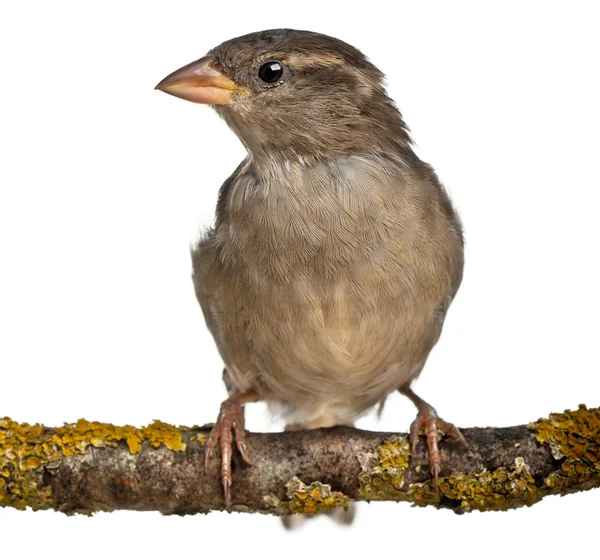 Θηλυκό σπίτι sparrow, passer domesticus, 4 μηνών, μπροστά από το λευκό φόντο — Φωτογραφία Αρχείου