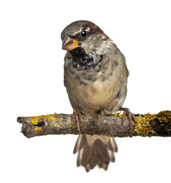 Erkek evi sparrow, passer domesticus, 4 ay yaşlı, beyaz arka plan — Stok fotoğraf