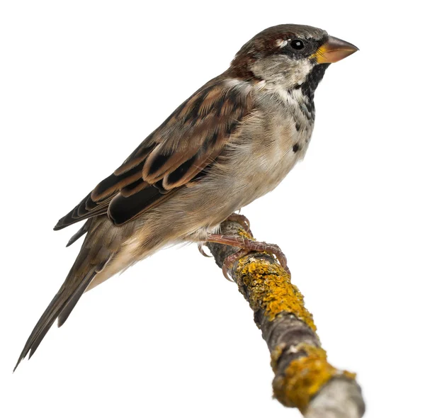 Erkek evi sparrow, passer domesticus, 4 ay yaşlı, beyaz arka plan — Stok fotoğraf