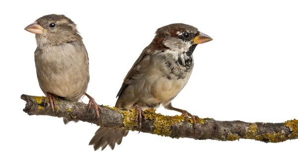 Passero domestico maschio e femmina, Passer domesticus, 4 mesi, su un ramo davanti allo sfondo bianco — Foto Stock