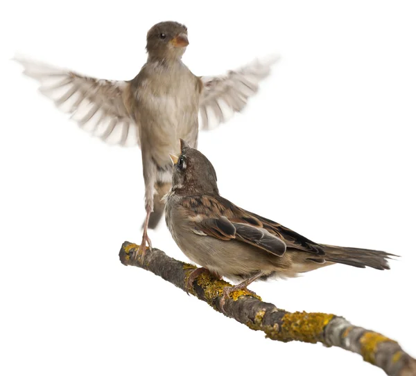 Passero domestico maschio e femmina, Passer domesticus, 4 mesi, in volo e su un ramo davanti allo sfondo bianco — Foto Stock