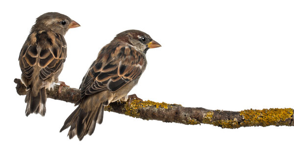 Мужчина и женщина Воробьи дом, Passer domesticus, 4 месяца, на белом фоне
