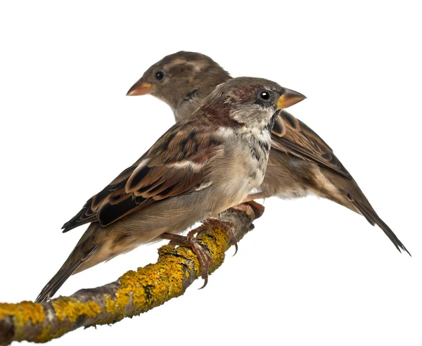 Male and Female House Sparrows, Passer domesticus, 4 months old, in front of white background — Stock Photo, Image
