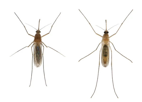 Mosquito de casa comum - Culex pipiens — Fotografia de Stock