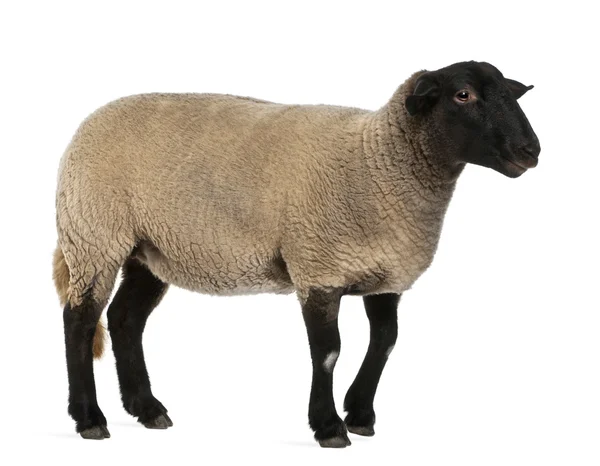 Weibliche Suffolk-Schafe, ovis aries, 2 Jahre alt, vor weißem Hintergrund stehend — Stockfoto