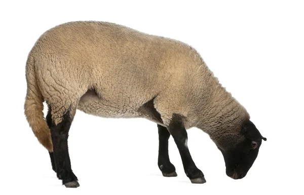 女性のサフォーク羊、オオツノヒツジ、牡羊座 2 歳で、白い背景の前に立って — ストック写真