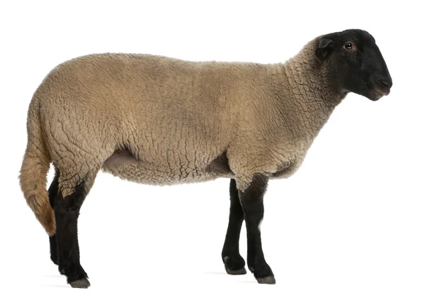 女性萨福克羊、 绵羊白羊座，2 岁，站在白色背景前 — 图库照片