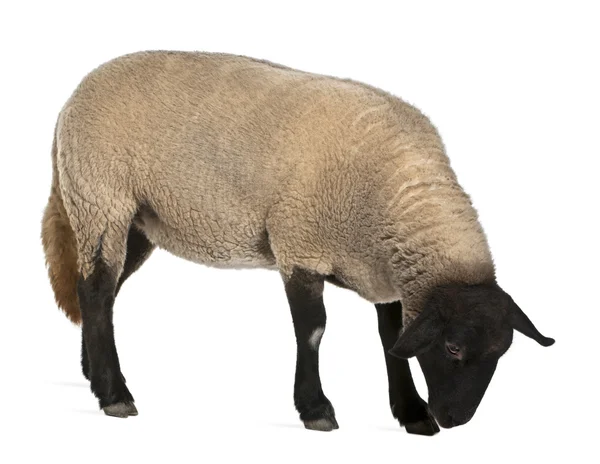 女性のサフォーク羊、オオツノヒツジ、牡羊座 2 歳で、白い背景の前に立って — ストック写真