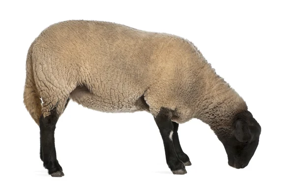 Female Suffolk sheep, Ovis aries, 2 years old, standing in front of white background — Zdjęcie stockowe
