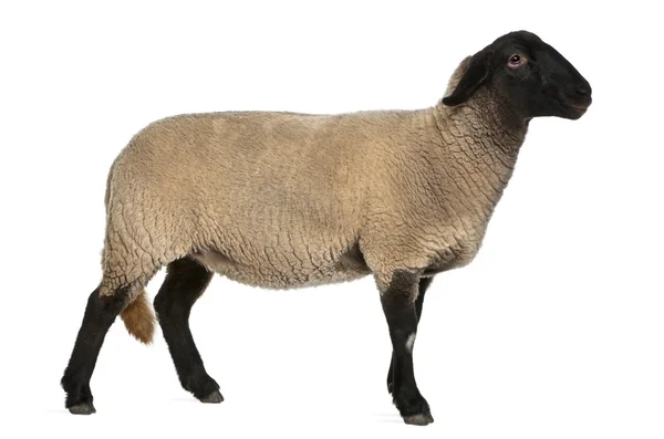 Самка овцы Саффолка, 2 года, на белом фоне — стоковое фото