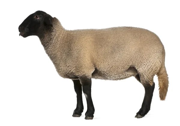 Kvinnliga suffolk får, ovis aries, 2 år gammal, står framför vit bakgrund — Stockfoto
