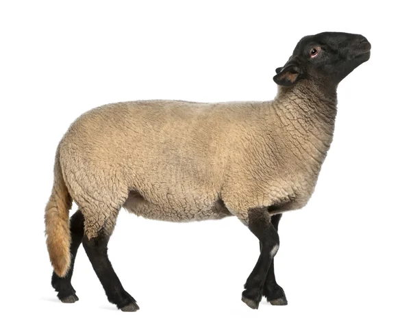 女性萨福克羊、 绵羊白羊座，2 岁，站在白色背景前 — 图库照片