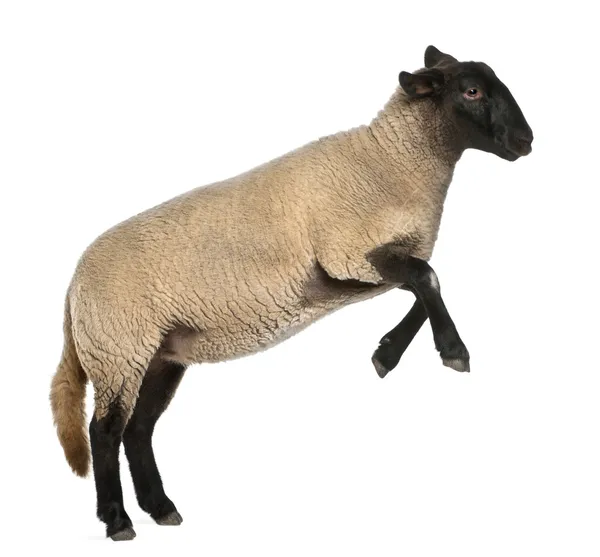 Mujer Suffolk sheep, Ovis aries, 2 años, saltando delante de fondo blanco —  Fotos de Stock