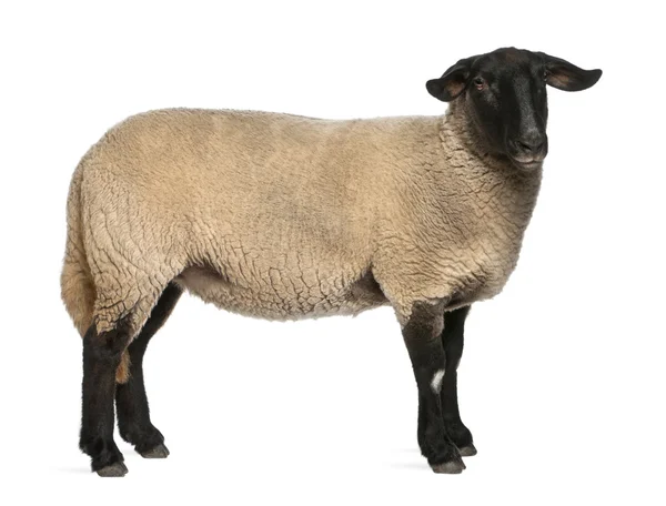 Mujer Suffolk sheep, Ovis aries, 2 años, de pie frente al fondo blanco —  Fotos de Stock