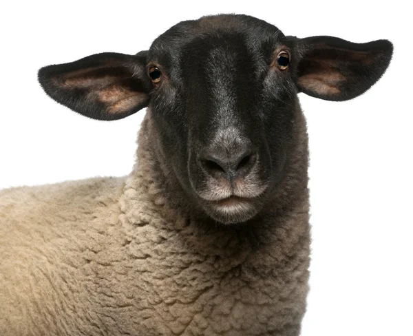 Samice owiec suffolk, ovis aries, 2 lat, portret przed białym tle — Zdjęcie stockowe