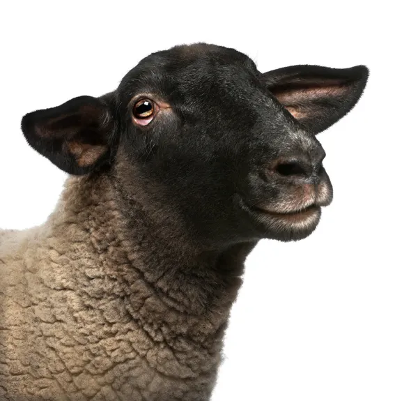 Mujer Suffolk sheep, Ovis aries, 2 años, retrato delante de fondo blanco — Foto de Stock
