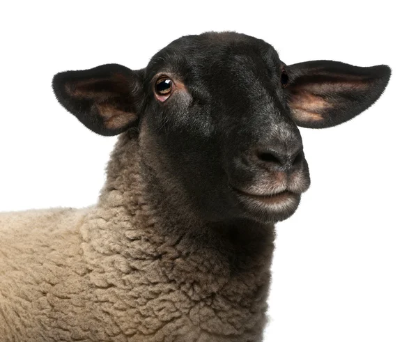 Női Suffolk bárány, Ovis aries, 2 éves, portré, fehér háttér előtt — Stock Fotó