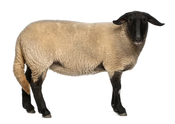 Female Suffolk sheep, Ovis aries, 2 years old, standing in front of white background — Stock Photo, Image