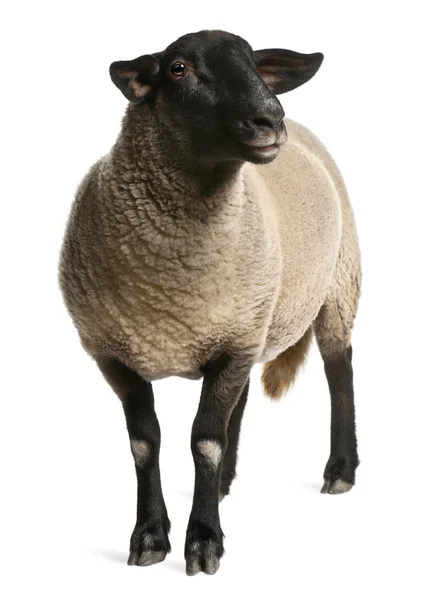 Female Suffolk sheep, Ovis aries, 2 years old, standing in front of white background — Zdjęcie stockowe